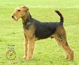 Airedale Terrier 8T092D-16